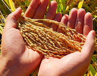 生物有機肥廠(chǎng)家 生物有機肥廠(chǎng)家